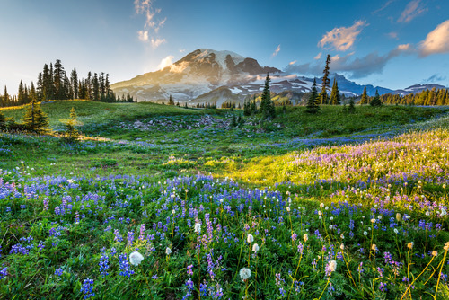 Mount Rainier and wildflowers