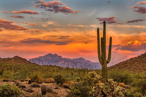 desert sunset with cactus
