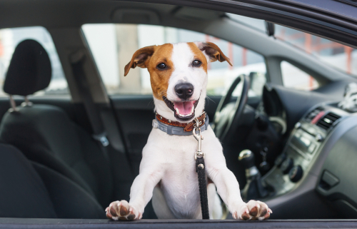 dog in a rental car
