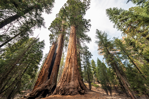 redwoods national park trees