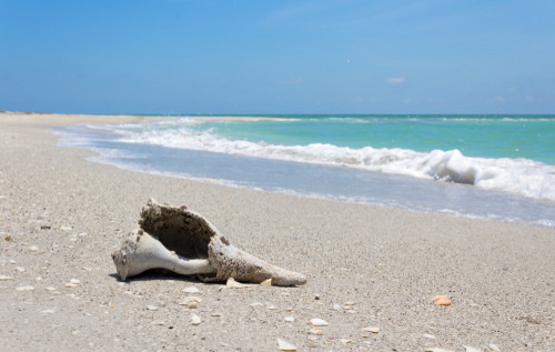 Shell on the beach in Cayo Costa State Park, Florida