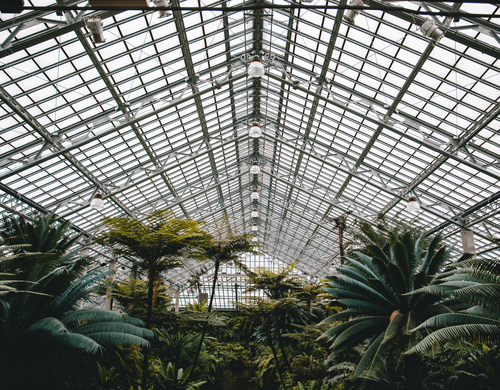 Indoor view of the Garfield Park Conservatory in Chicago, with a variety of trees below a glass-and-steel gable roof.
