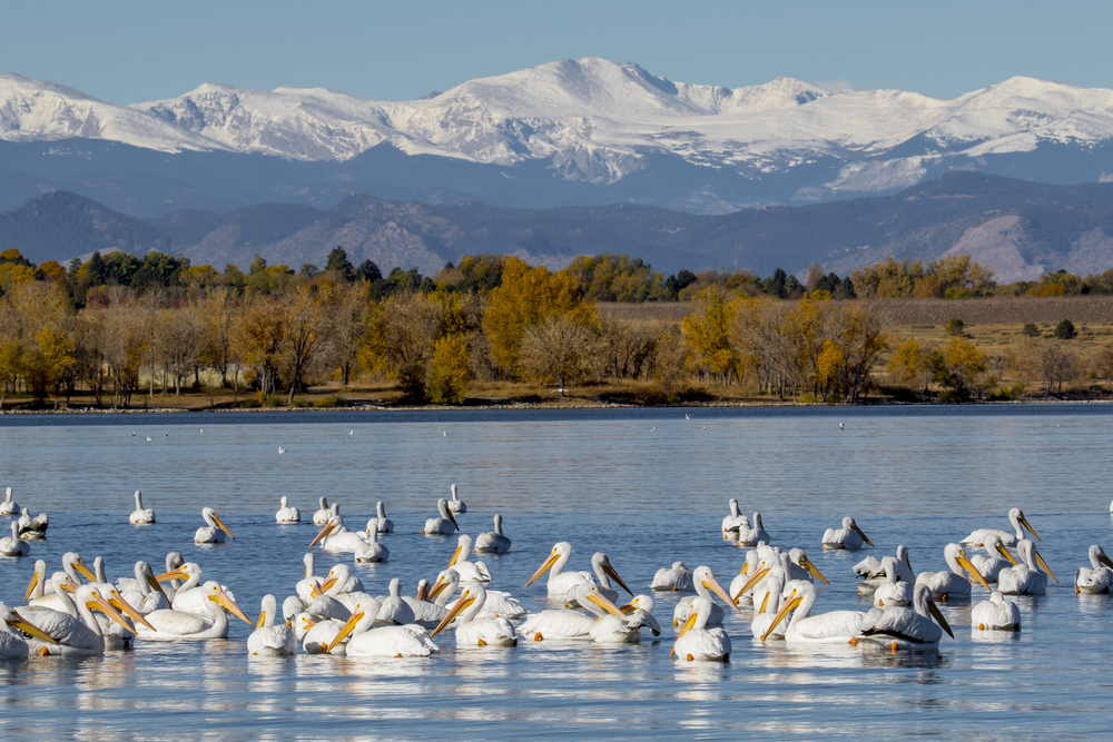 A pod of white pelicans float on a still body of water, which has lined with trees in the background and snow-capped mountains beyond.