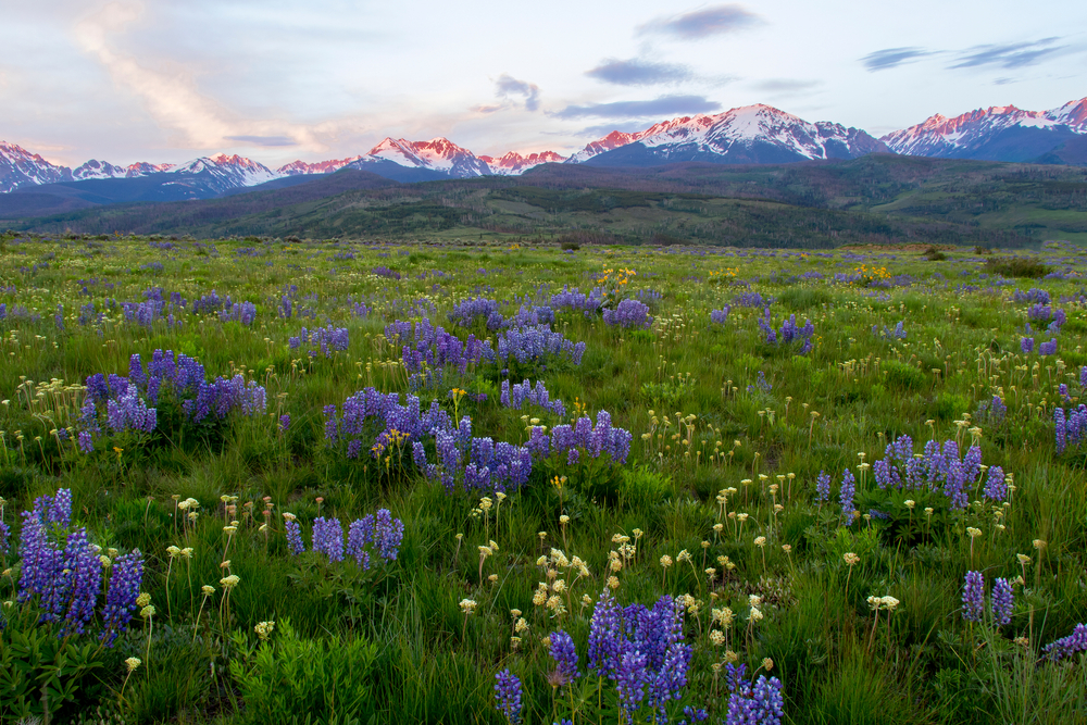 Blooming lupines, Summit County, Colorado, with Rocky Mountains in background