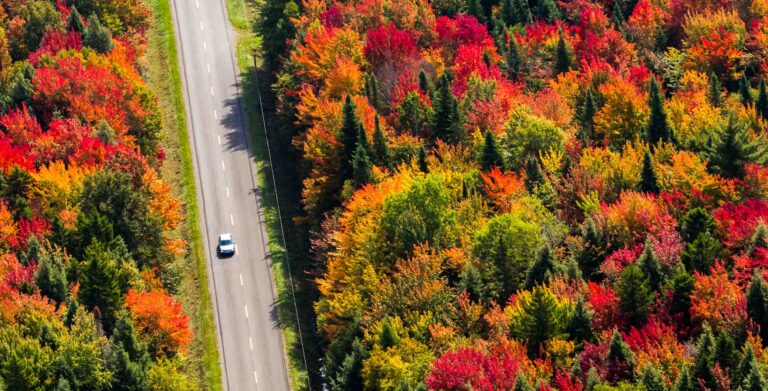 Aerial view of a car driving on a country road through a colorful forest at fall.